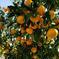 ✨太幸早生✨根域制限栽培みかん根域みかん🍊サイズバラ約5キロ(箱込み)約45~50個前後 根域みかん🍊サイズバラ約5キロ(箱込み)約45~50個前後 果物/温州みかん通販