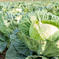 あまみが「ギュッ」と…秋キャベツ２玉　兵庫県香美町産 キャベツ２玉 野菜/キャベツ通販