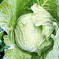 あまみが「ギュッ」と…秋キャベツ２玉　兵庫県香美町産 キャベツ２玉 野菜/キャベツ通販