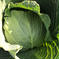 今が旬！収穫したてのキャベツ４玉 4玉 野菜/キャベツ通販