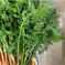 春🌸間引き人参🥕彩誉✨2キロ📦2025 2kg(送料別) 野菜/人参通販