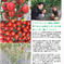 2キロSunSunトマトの宝石箱【1kg箱2個】 2kg 野菜/トマト通販