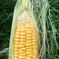 朝採りたて発送🚩とうもろこし🌽10本！ 10本 野菜/とうもろこし通販