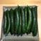 みずみずしい京都のきゅうり　1ｋｇ 1kg 野菜/きゅうり通販