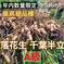 《数量限定》落花生 A級 【千葉半立】 無加工 さやつき 1kg [送料込み] 1kg 野菜/豆類通販