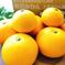 自慢の八朔🍊3.5kg＆紅甘夏3玉（箱込） 4kg（箱込） 果物/オレンジ・その他みかん通販