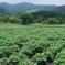 黒ボクで栽培！新じゃが（メークイン）兵庫県但馬産２０kg メークイン20kg 野菜/じゃがいも通販