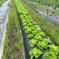 サラダ菜(栽培期間中、農薬・化学肥料・除草剤不使用) サラダ菜が10個程(ダンボールに詰められる分だけ) 野菜/レタス通販