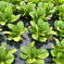 【今だけこの価格】シーザーサラダが有名なロメインレタス５個 ５個 野菜/レタス通販