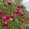 【5周年限定】🍎圧倒的な糖度×酸味の饗宴を誇る王林🍎りんご界を席巻する王者中の王者～品種指定キャンペーンお試し特価～🍎冬ギフト🍎 王林5～6個 果物/りんご通販