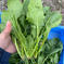 長野県産ほうれん草2kg 2kg 野菜/ほうれん草通販
