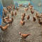 平飼い有精卵【20個】 10個入り×2パック 卵/鶏卵通販