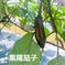 【限定】旬のたっぷり夏野菜セット（クール便） 80サイズ【夏野菜5~7品目】 野菜/野菜セット・詰め合わせ通販