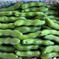 無農薬そら豆（打越一寸）3kg 3kg 野菜/豆類通販