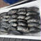 朝採れ！当日出荷！黒メバル　2kg 黒メバル　2キロ 魚介類/その他魚介通販
