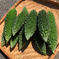 ゴーヤ 6kg（約30個） 野菜/ゴーヤ通販