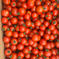 訳ありミニトマト🍅キャロルムーン🍅 ミニトマト2kg 野菜/トマト通販