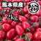 熊本県産 完熟アイコ『おるげんとまと』 内容量2kg 野菜/トマト通販