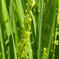 特別栽培(減農薬)　秋田県にかほ市産　ひとめぼれ　白米5kg 5kg 米・穀物/米/精米通販