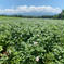 ① キタアカリ ＬMサイズ 10㌔ じゃがいも 北海道 10㌔ 野菜/じゃがいも通販