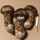 長野県産松茸約100g 約100g 野菜/きのこ通販