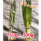 【お買い得】青ネギ5kg/兵庫県産 5kg 野菜/ねぎ通販