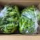 ☆有機JAS認証☆朝採れ新鮮！ししとう1.2㎏ ししとう1.2㎏ 野菜/その他野菜通販