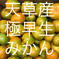 極早生みかん　家庭用　箱込2kg 箱込2kg 果物/温州みかん通販