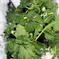 佐瀬農園の甘ーい雪下カブ 4キロ(約20玉) 野菜/かぶ通販