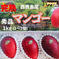完熟マンゴー　秀品1kg(2〜3個) 1kg(2〜3個) 果物/マンゴー通販