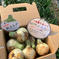 GW新玉ねぎ2kg🧅淡路島極熟玉葱　今が旬‼️ 特別栽培農産物 新玉ねぎ2kg 野菜/玉ねぎ通販