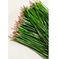厳選　松の葉　300g　松葉茶　松葉サイダー　入浴剤　アロマ 300ｇ 花・植物/花・植物通販