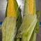 すももと野菜セット スモモ1.5kg、インゲン90g、ピーマン200g、シシトウ140g、トウモロコシ800gの詰め合わせです。 野菜/野菜セット・詰め合わせ通販