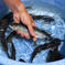 【父の日ギフト】旨みが特徴の「信州あゆ」10尾［生鮮］【お中元にも】 10尾入 魚介類/川魚通販