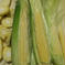 標高1200m信州蓼科高原産 ヤングコーンひげ付き1.8kg 1.8kg 野菜/とうもろこし通販