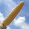 ●お中元●生食可能！甘さバツグン🌽「プレミアムとうもろこし」サイズお任せ5kgセット 5kg(サイズお任せ11〜14本程度) 野菜/とうもろこし通販