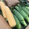 朝採りとうもろこし ８〜１３本入り 野菜/とうもろこし通販