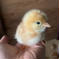 ★SALE★平飼い有精卵（20個）2/27産卵｜3/20期限 10個入り×2パック 卵/鶏卵通販