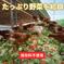 【パック入り｜送料無料！60個】とれたて純国産平飼い自然卵（有精卵）全て国産・添加物／保存料不使用｜大自然の恵みをそのまま提供 60個 卵/鶏卵通販