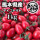 熊本県産 完熟アイコ『おるげんとまと』 1kg 野菜/トマト通販