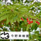 家庭用！さくらんぼ【佐藤錦】1kgバラ詰め さくらんぼ【佐藤錦】1kg 果物/さくらんぼ通販