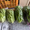 京丹波せせらぎ農園のサラダセット大 3キロ前後 野菜/野菜セット・詰め合わせ通販