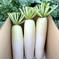 新鮮！青首大根セット4キロ 4キロ 野菜/大根通販