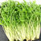 【サラダにぴったり！】使いやすい水耕サラダセット🥗 6袋 野菜/野菜セット・詰め合わせ通販