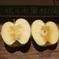 【訳あり】サンふじ🍎&サンはるか🍏約5kg 約5kg(16~20玉) 果物/りんご通販
