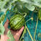 スイカ🍉の赤ちゃん（摘果スイカ）1.5〜2kg 1.5〜2kg 野菜/野菜セット・詰め合わせ通販