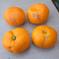 安間農園の三岳みかん🍊 5kg 果物/温州みかん通販