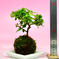 【1点限定　早く者勝ち！】苔玉　ピラカンサス(黄実) 高さ18㌢　重さ約300㌘ 花・植物/花・植物通販