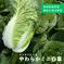 絶品キムチが出来上がる！やわらかミニ白菜 １０～１２玉 野菜/白菜通販