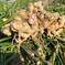 Let's生姜ライフ! 熊本県産　熟成生姜　3k 約3キロ 野菜/薬味通販